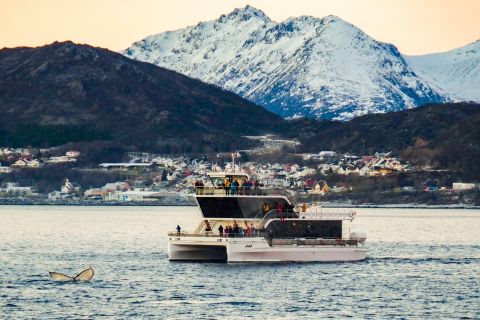Tromsø: Observação de Baleias em Catamarã Híbrido