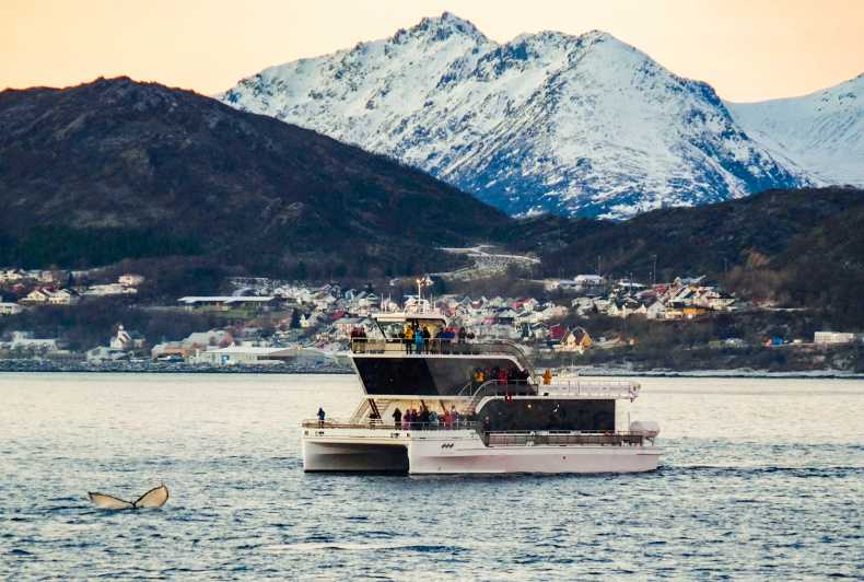 Ab Tromsø: Whale Watching-Tour per Hybrid-Elektro-Katamaran