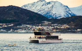 Tromsø: Whale Watching Tour by Hybrid-Electric Catamaran