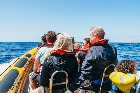 Funchal: Passeio de lancha rápida para observação de baleias e golfinhosFunchal: passeio de lancha para observação de baleias e golfinhos