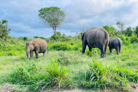 Safari dans le parc national de Minneriya en Golden Hours 4x4 Jeep