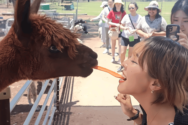 Private Tour: Alpaca Feeding Wildlife & Nature Park Visit Brisbane International Airport or Cruise Terminal Transfer