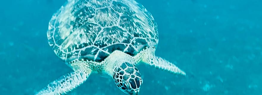 Martinique : après-midi tortues et anses coralliennes