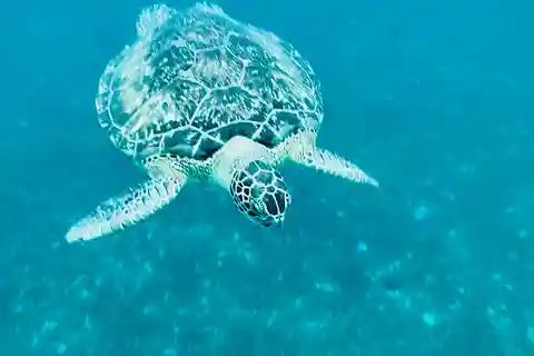 Martinique : Découverte des tortues et anses coraliennes
