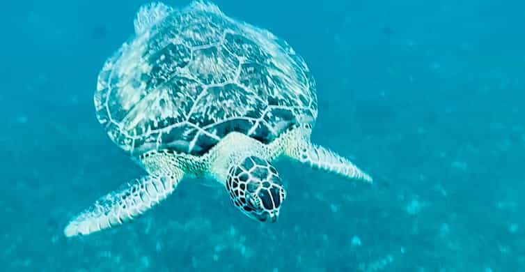 Après-midi tortues et criques coralliennes