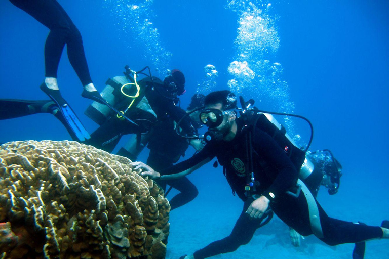 Easter Island – Introductory Dive in the Corals of Rapa Nui Easter Island: Introductory Dive in the Corals of Rapa Nui