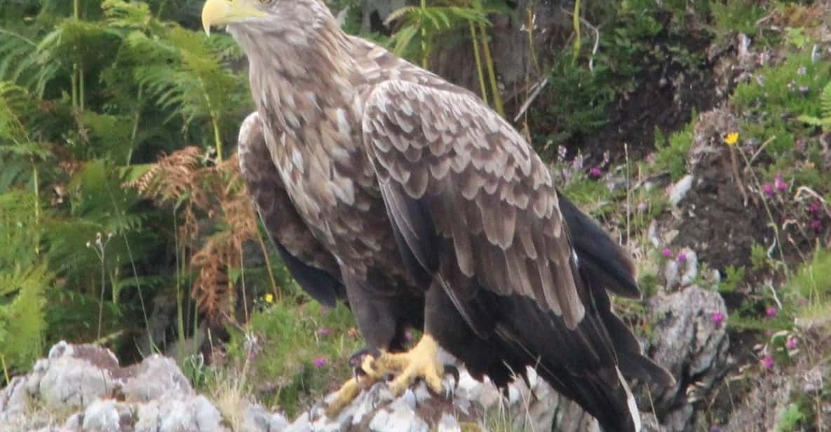 Afbeelding 3 van Fort William: 2 uur durende boottocht naar Loch Linnhe en Glencoe