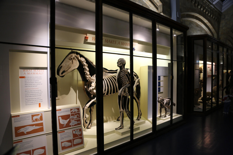 London: Natural History Museum Express Tour & Audio App