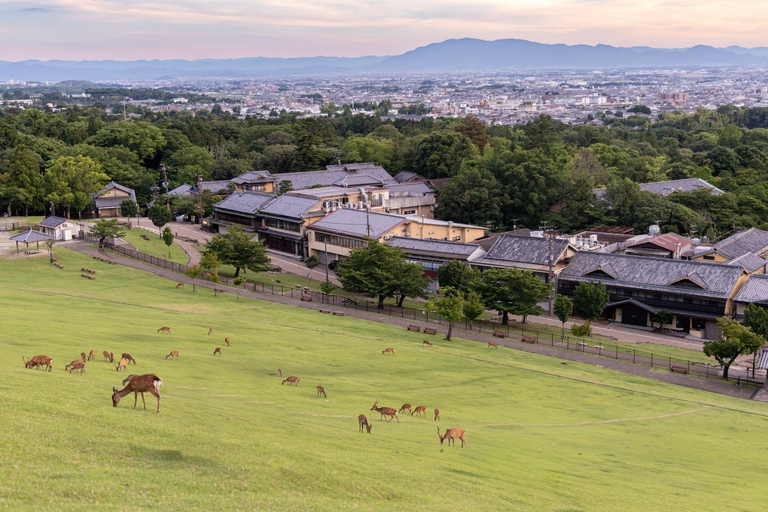 Nara Cherry Blossom Highlights Spring Day Tour from Osaka Shared Tour, Meet at Tsurutontan Soemoncho