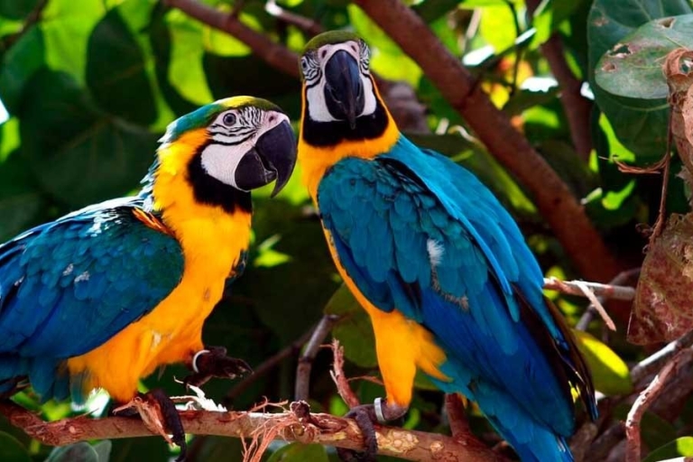 De Tambopata : perroquets et aras lécheurs d'argile