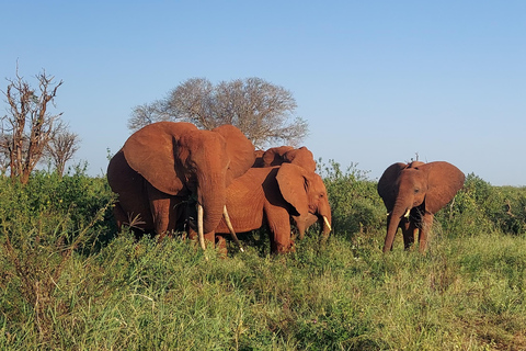 Mombasa: 3-Day Tsavo East/West & Kilimanjaro Views Safari