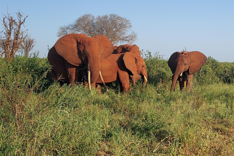 Mombasa: 3-Day Tsavo East/West & Kilimanjaro Views Safari