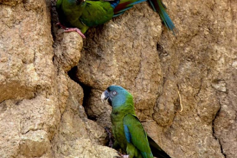 Tambopata: 2-Day Wildlife Tour With Jungle Lodge Stay