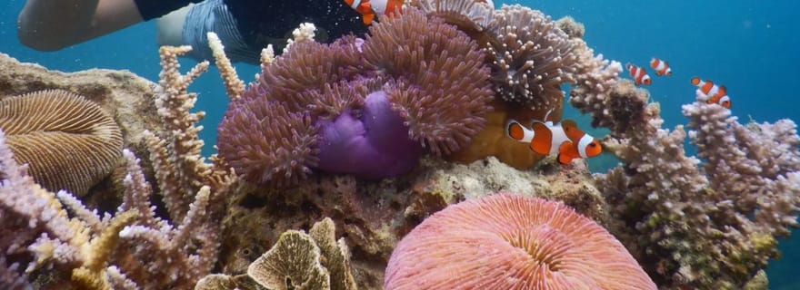 Plongée en apnée et visite de l'île de Karimunjawa (visite privée)