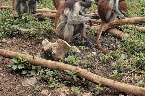 Bosque de Jozani, Granja de especias, Santuario de tortugas marinas y La rocaTour PRIVADO Con Traslado/Transporte incluido