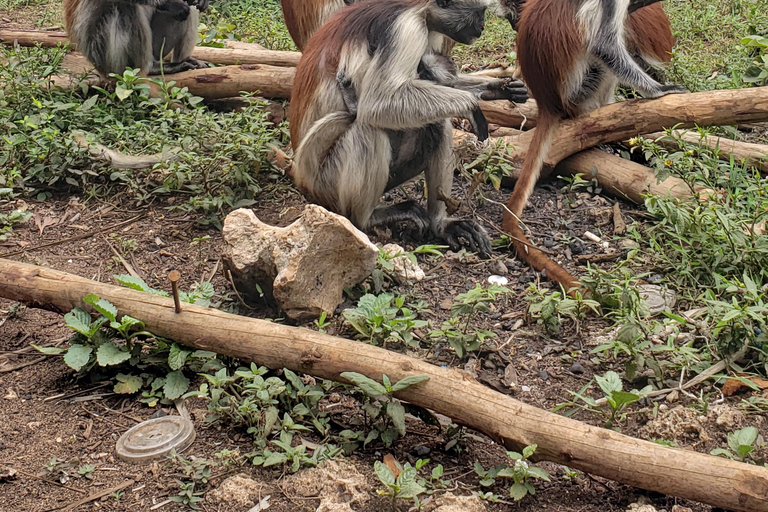 Bosque de Jozani, Granja de especias, Santuario de tortugas marinas y La rocaTour PRIVADO Con Traslado/Transporte incluido