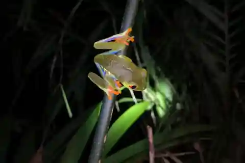 Tortuguero: Nattlig vandring i djup djungel