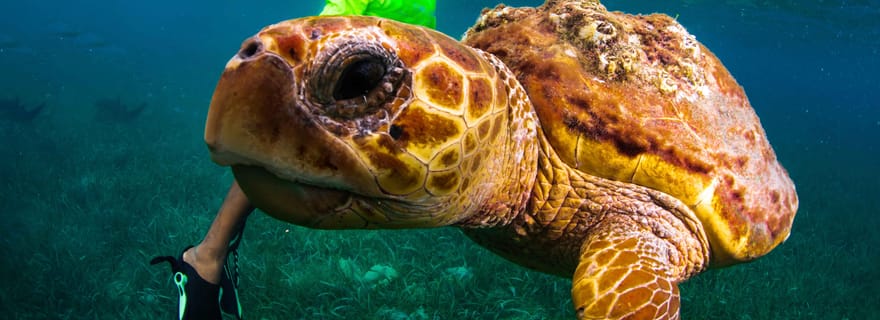 Plongée en apnée avec des raies, des requins et des tortues sur une île tropicale