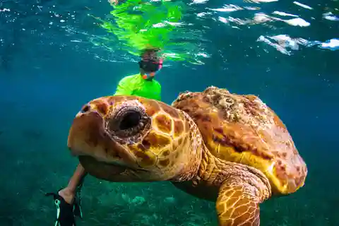 Fai snorkeling con razze, squali e tartarughe in un'isola tropicale