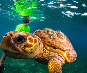 Plongée en apnée avec des raies, des requins et des tortues sur une île tropicale