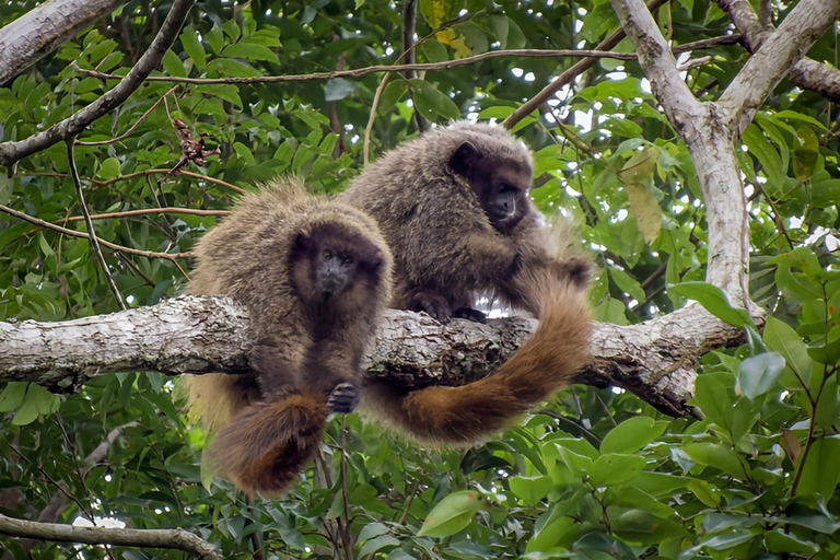 Rio de Janeiro ou São Paulo : circuit de 3 jours dans le parc national d'Itatiaia