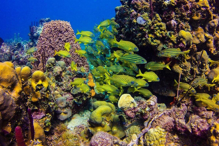 Private: Punta Cana Catalina Island Scuba Diving & Beach Day