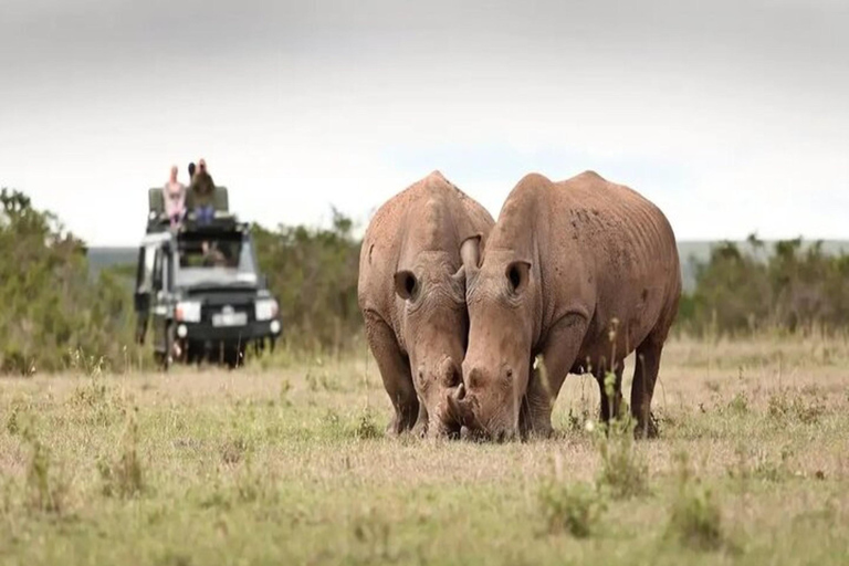 Kenya: 6-Day Rhino Conservation Safari