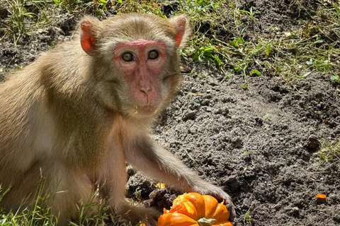 Orlando: Guided Wildlife Sanctuary Animal Encounter Tour Lakeland: Guided Wildlife Sanctuary Animal Encounter Tour
