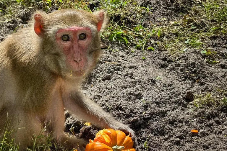 Orlando: Guided Wildlife Sanctuary Animal Encounter Tour Lakeland: Guided Wildlife Sanctuary Animal Encounter Tour