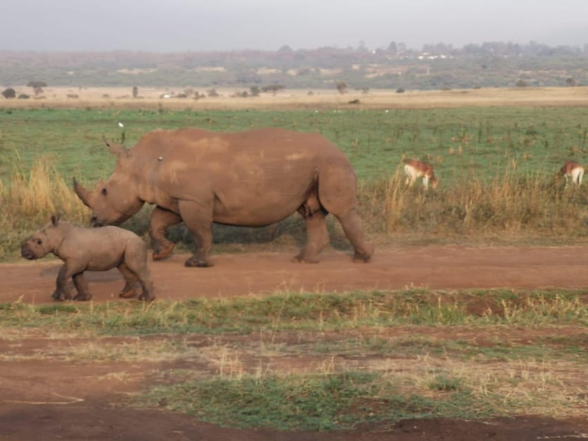 From Nairobi 3 Day Amboseli National Park Safari GetYourGuide