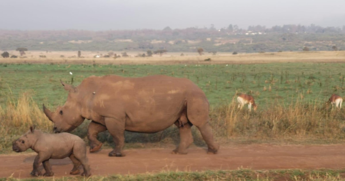 From Nairobi Day Amboseli National Park Safari Getyourguide