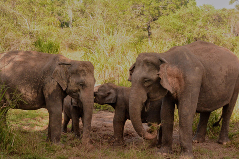 Sigiriya: Minneriya Eco-Friendly Elephant Safari with Guide