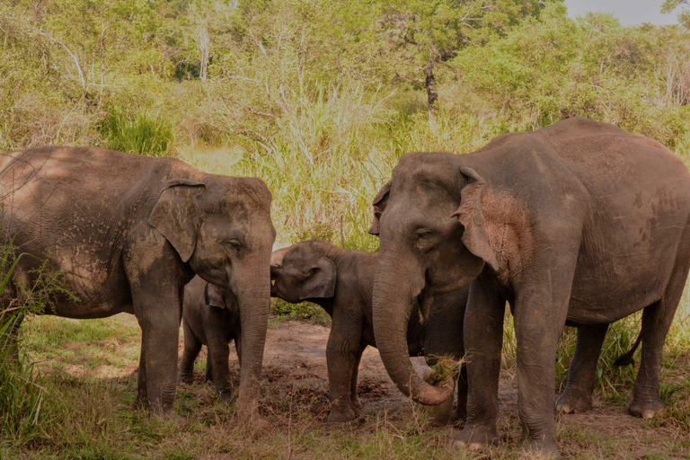 Sigiriya: Minneriya Eco-Friendly Elephant Safari with Guide