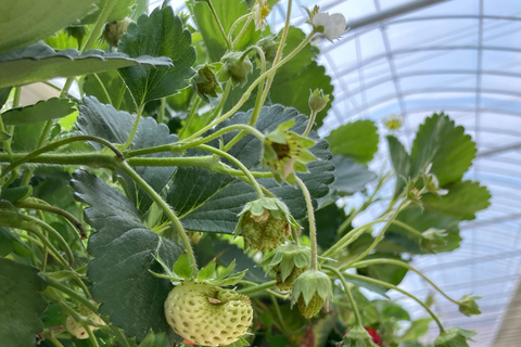 Cheongyang Ice Fountain Festival with Strawberry Picking Depart from Myeongdong Station Exit 3