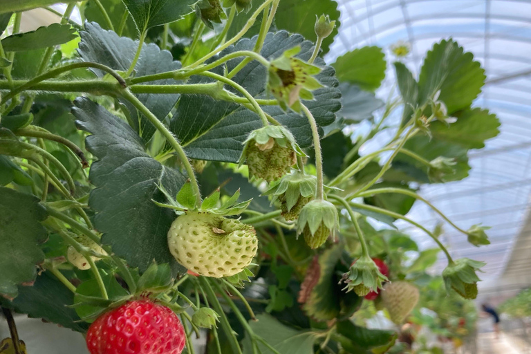 Cheongyang Ice Fountain Festival with Strawberry Picking Depart from Myeongdong Station Exit 3