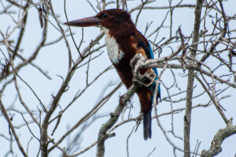 Ella: Udawalawa safaridrop: Tangalle / Mirissa / Galle