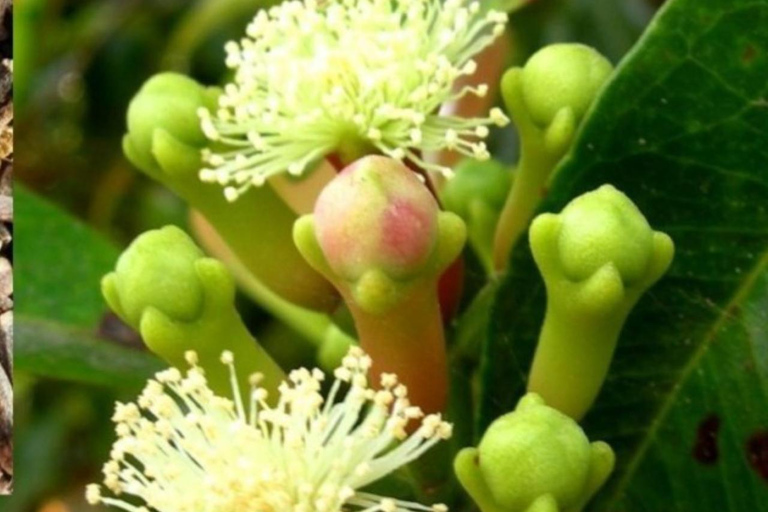 ZANZIBAR: Kryddodling, Stone Town-rundtur och Makachu DiversPRIVAT TUR TRANSFER INGÅR EJ