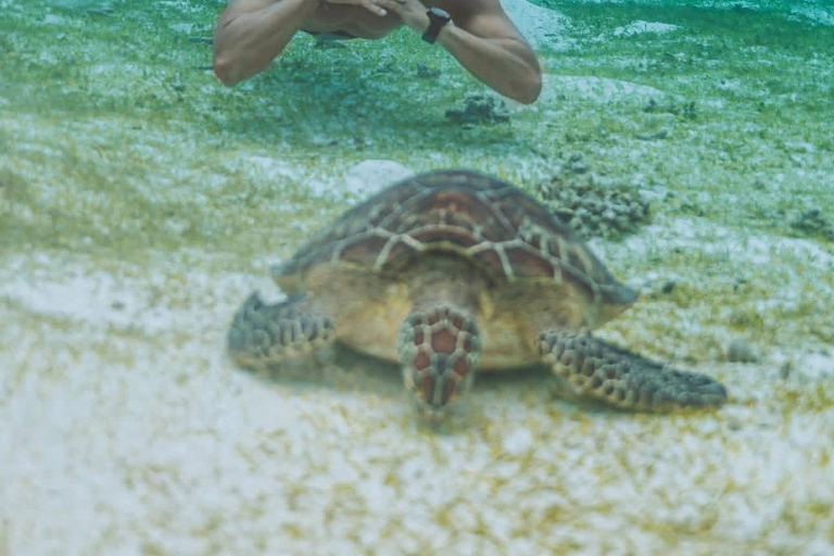 Bohol Dolphin Watching & Sea Turtle Swim Island Hopping Tour Pier – Meet-up Point
