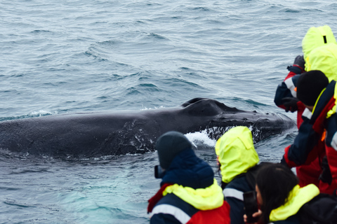 Húsavík: Whale Watching Tour with Heated Indoor Seating