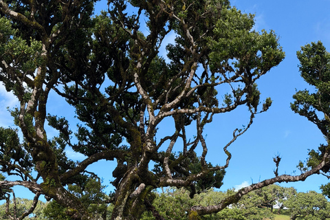 West Jeep tour Madeira: Fanal, Seixal beach, Vulcaninc Pools
