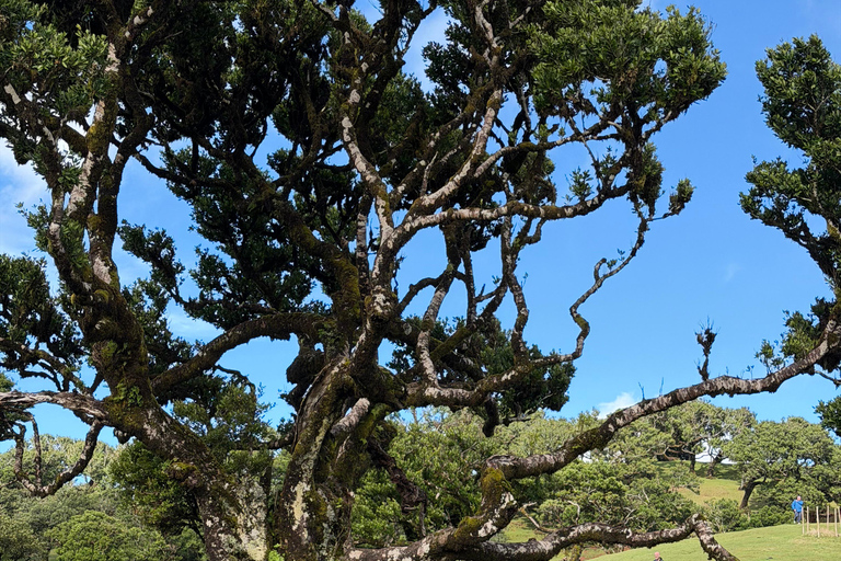 West Jeep tour Madeira: Fanal, Seixal beach, Vulcaninc Pools