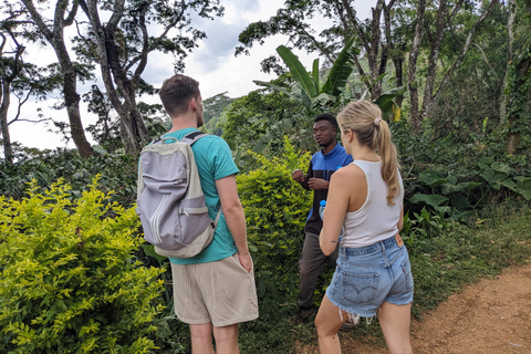 Moshi: Materuni Wasserfall und Kaffee Tour Gruppentour