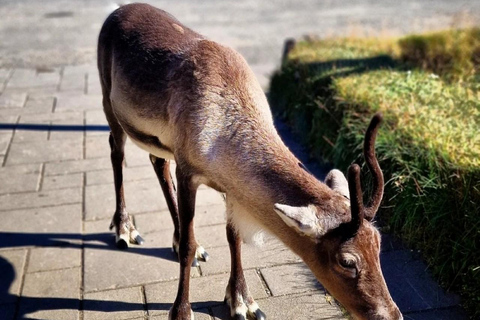 Reykjavik: 8-Day Iceland Ring Road Guided Small Group Tour