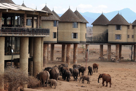 Overnight Saltlick Safari from Mombasa or Diani