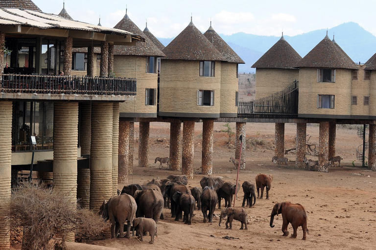 Overnight Saltlick Safari from Mombasa or Diani