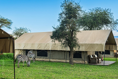 Vanuit Arusha: De 4-daagse safari-expeditie naar Tarangire &amp; Ndutu