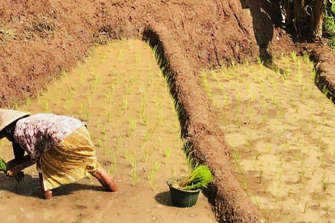 Yogyakarta: Templo de Selogriyo e caminhada suave em terraços de arroz