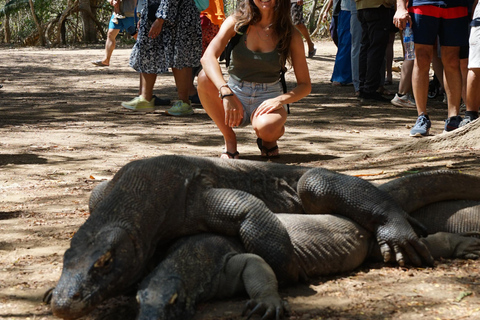 Explora o Parque Nacional de Komodo - 6 destinos favoritos