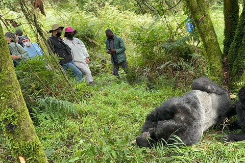1-Day Rwanda Gorilla Trekking Volcanoes National Park