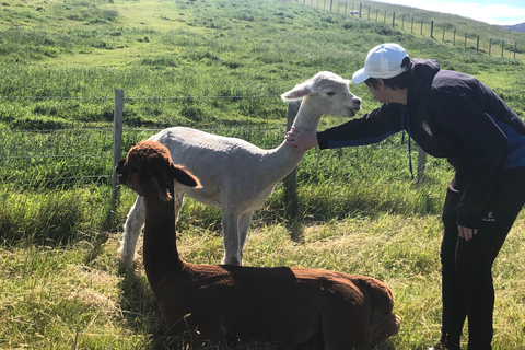 Christchurch: Akaroa & Alpaca Farm Tour with Lunch